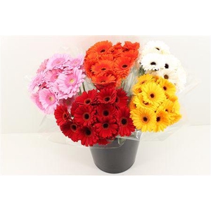 Boeket Mono Germini Mix