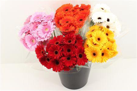 <h4>Boeket Mono Germini Mix</h4>