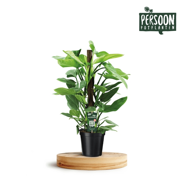 <h4>Philodendron Silver Queen 80 Kratiste</h4>