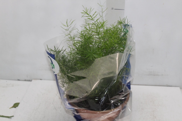 <h4>ASPARGO ALFINETE C21</h4>