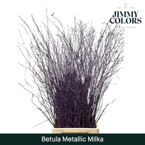 Betula L120 Mtlc. Milka