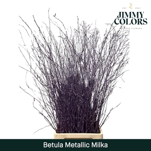 Betula L120 Mtlc. Milka
