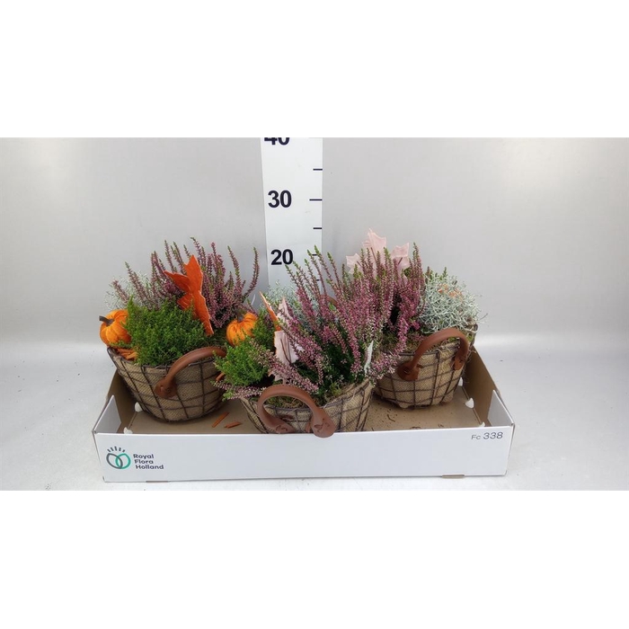 <h4>Arr.   Tuinplanten L%</h4>
