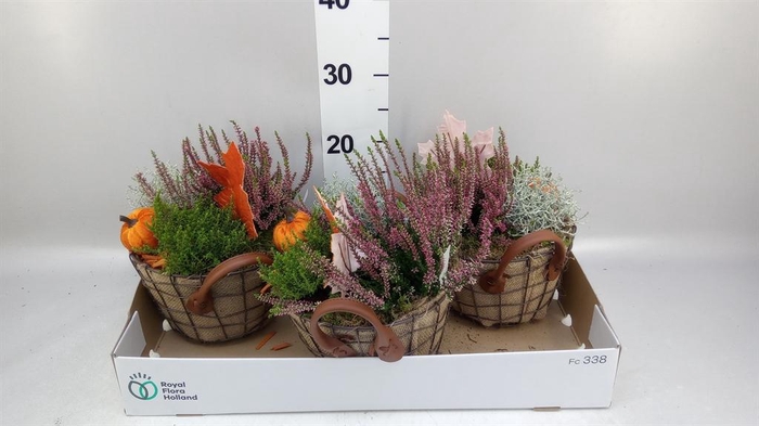 <h4>Arr.   Tuinplanten L%</h4>