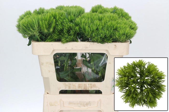 <h4>DI BARB KIWI MELLOW</h4>