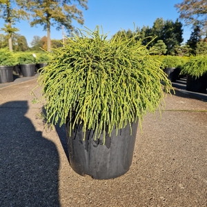 Chamaecyparis pis. 'Filifera Nana' C8