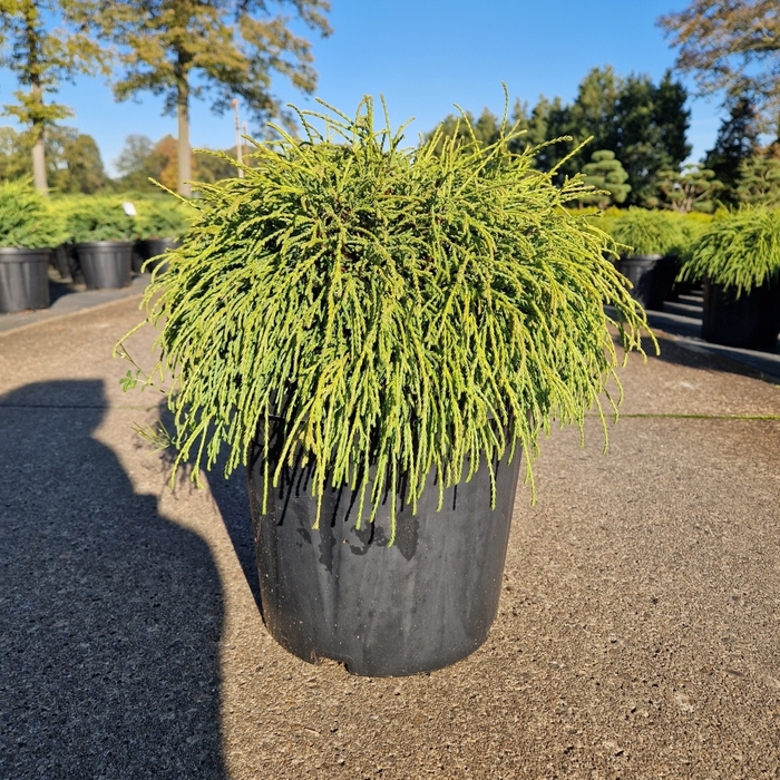 <h4>Chamaecyparis pis. 'Filifera Nana' C8</h4>