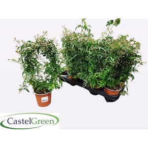 Jasminum polyanthum (wit)