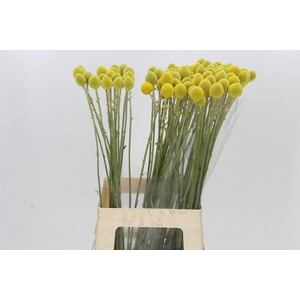 Craspedia Globosa Paintball Globe