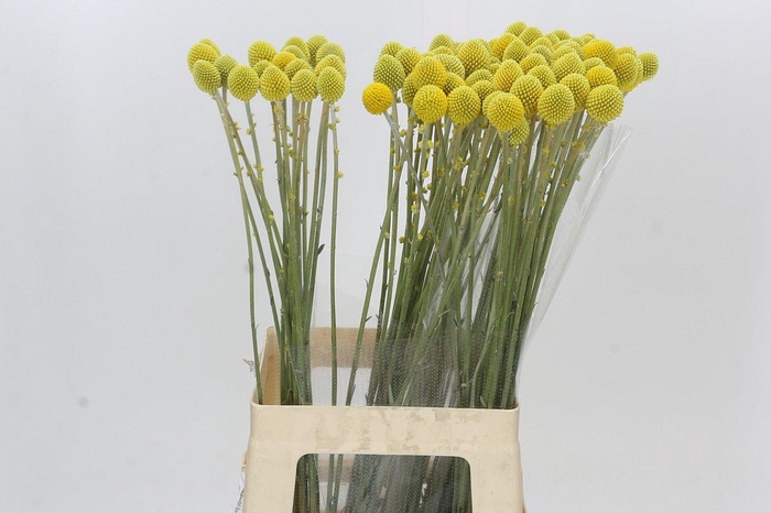 <h4>Craspedia Globosa Paintball Globe</h4>