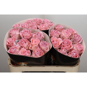 Wax-Rozen Wax Classic Baby Pink