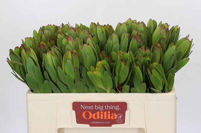 <h4>Leucadendron Goldstrike</h4>