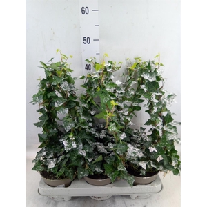 Hedera   ...green leafed