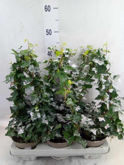 <h4>Hedera   ...green leafed</h4>