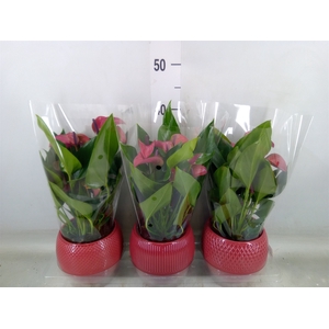 Anthurium andr. 'Pure Purple'