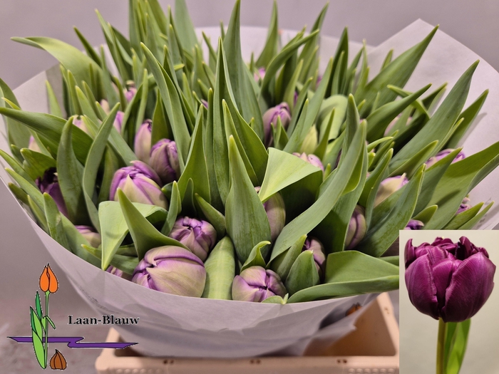 <h4>TU DU PYTHON</h4>