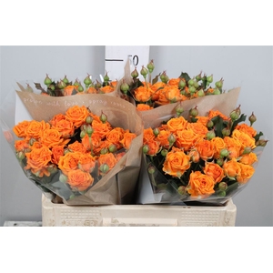 R Tr Orange Queen