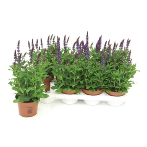 SALVIA NE SE DP BLUE