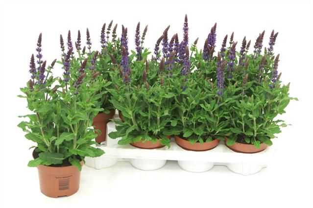 <h4>SALVIA NE SE DP BLUE</h4>