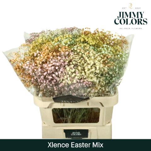<h4>Gyps Xlence L80 Easter mix</h4>