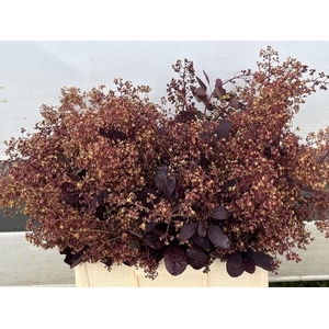 COTI C ROYAL PURPLE