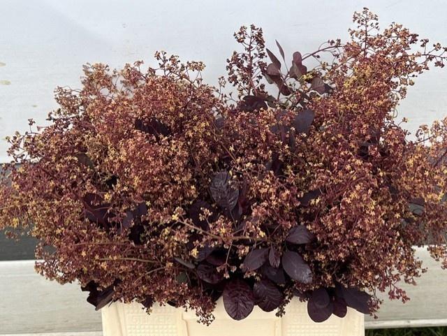 <h4>COTI C ROYAL PURPLE</h4>