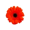 GERBERA PRESTIGE 050 CM DIAM MIN 10