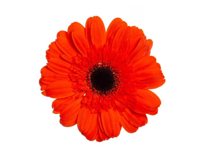 <h4>GERBERA PRESTIGE 050 CM DIAM MIN 10</h4>