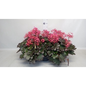 Saxifraga cor. 'Danc Pixies Tessy'