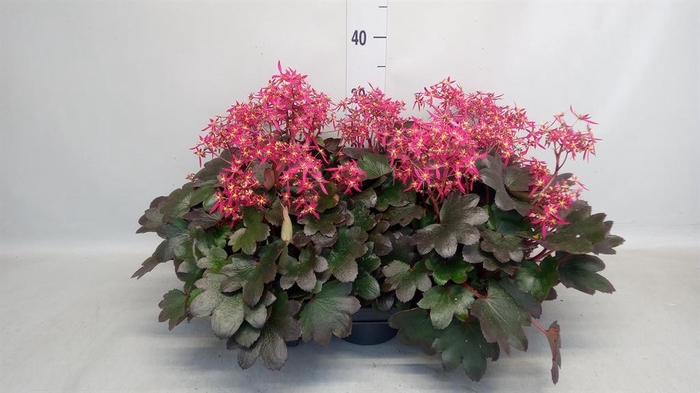 <h4>Saxifraga cor. 'Danc Pixies Tessy'</h4>