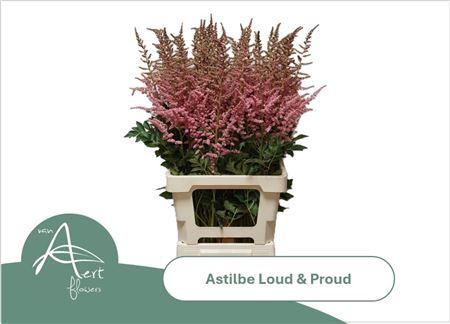 Astilbe Loud N Proud