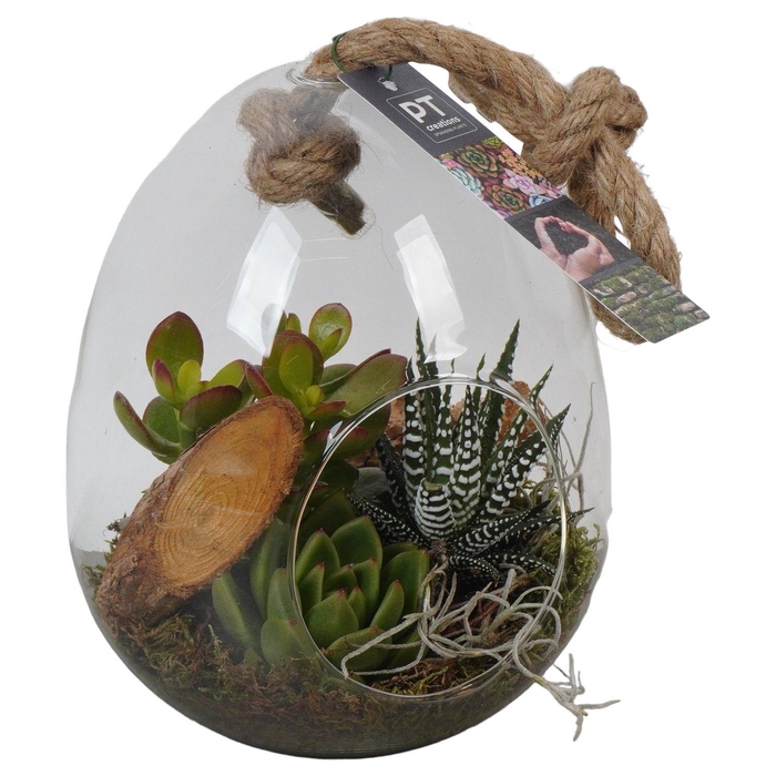 <h4>PTGIG2103 Arrangement Greens in glass in glazen ei</h4>