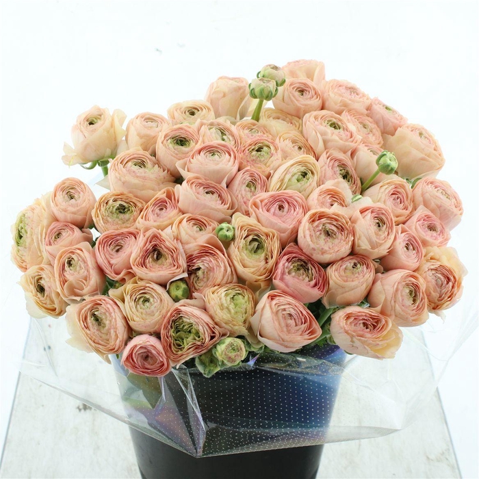 <h4>Ran Su Sr Tuareg Extra</h4>