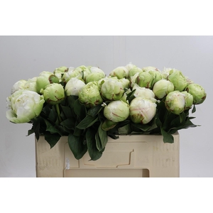 Paeonia Ivory Victory