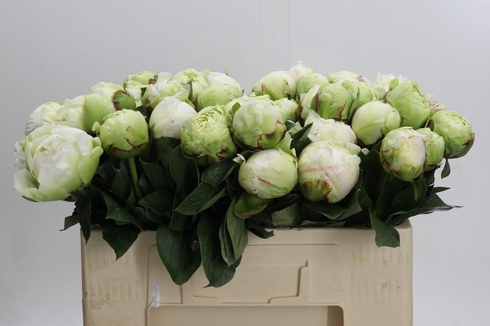 <h4>Paeonia Ivory Victory</h4>