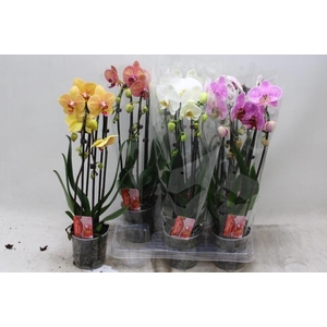 PHAL EL CASCADE