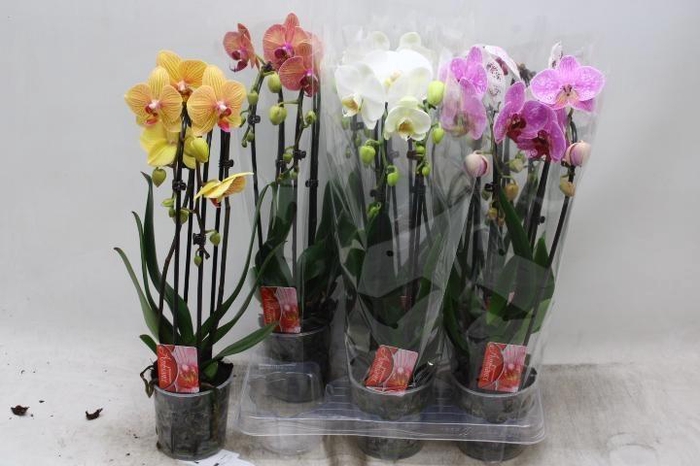 <h4>PHAL EL CASCADE</h4>