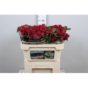 R Tr Red Trendsetter