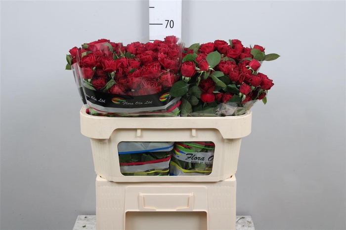 <h4>R Tr Red Trendsetter</h4>