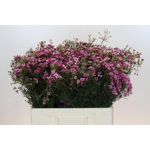 Chamelaucium Jupiter