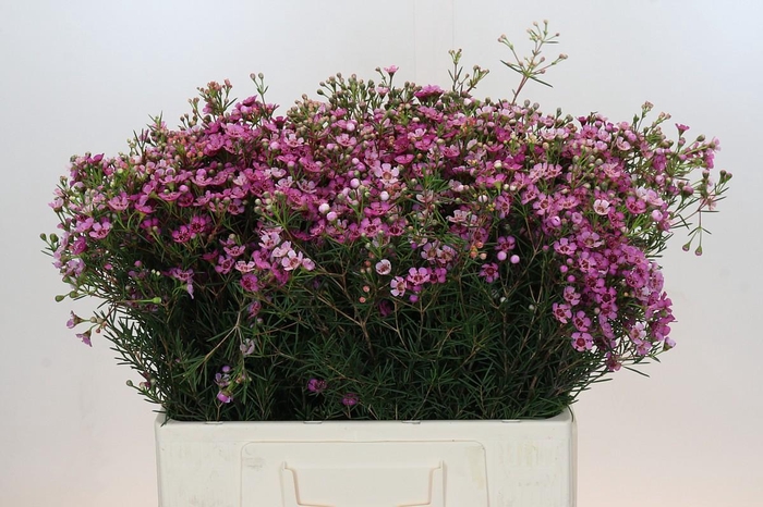 <h4>Chamelaucium Jupiter</h4>