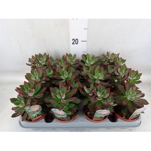 Echeveria pulvinata 'Devotion'