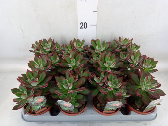 <h4>Echeveria pulvinata 'Devotion'</h4>