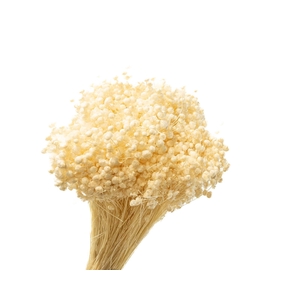 Marcela White Bleached