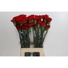 Dianthus St Don Pedro