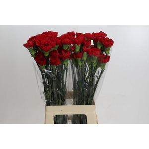 Dianthus St Don Pedro