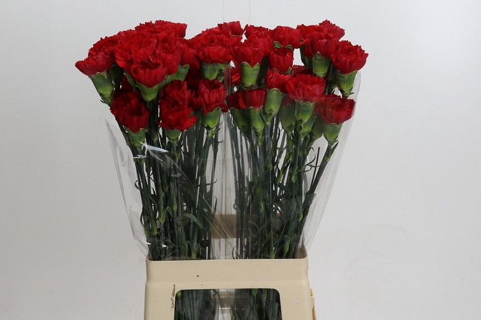 <h4>Dianthus St Don Pedro</h4>