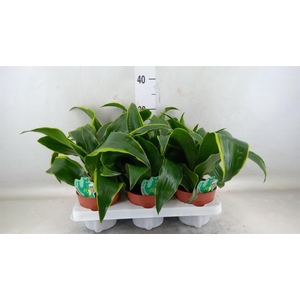 Dracaena frag. 'Dorado'