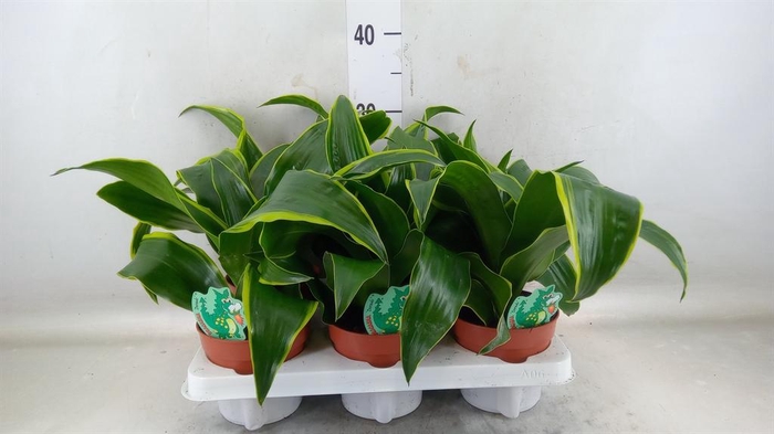 <h4>Dracaena frag. 'Dorado'</h4>