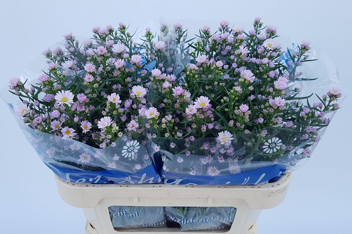 <h4>Ast Claudia</h4>